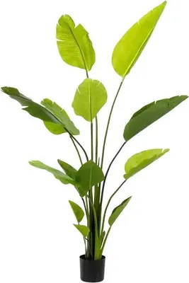 Produktbild von Emerald Künstliche Strelitzia - Colin | 150 cm, für drinnen, Kunstbaum, wie echt, Allergiker geeignet, pflanzliche Dekoration Praxis, Office & Wohnzimmer