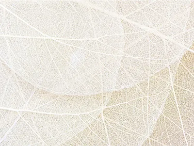 Produktbild von Fototapete Vlies FTNS 1247 Filligrane Blätter 5-tlg. 375 x 270 cm