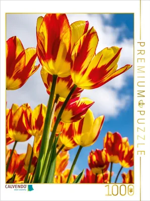 Produktbild von CALVENDO Puzzle Ein Motiv aus dem Kalender Farbenreiches Tulpenparadies | 1000 Teile Lege-Größe 64x48cm Foto-Puzzle für glückliche Stunden