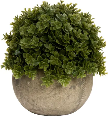 Produktbild von Hill Interiors - Dekoration "Miniature Hebe Veronica" HI4179 (Einheitsgröße) (Grün/Braun)