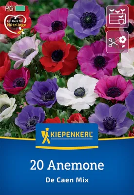 Artikelbild 2 von 'Kronen-Anemonen De Caen Mischung (20 Stück)' aus der Kategorie Anemonenknollen