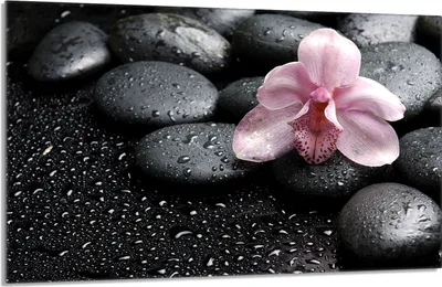 Produktbild von Glasschutzplatte für den Herd 80x52 Orchidea
