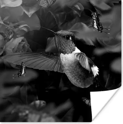 Produktbild von MuchoWow® Poster Kolibri zwischen rosa Blumen und Schmetterlinge - schwarz und weiß 75x75 cm - Wand Dekoration