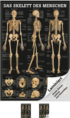 Produktbild von Das Skelett des Menschen Mini-Poster Anatomie 34x24 cm medizinische Lehrmittel