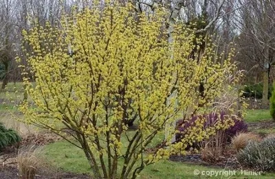 Produktbild von Cornus officinalis - Asiatische Kornelkirsche 60-80cm