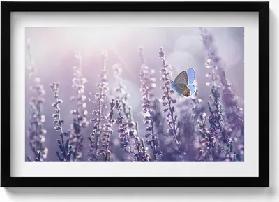 Produktbild von Schmetterling auf Feldblumen– Wandbild mit Rahmen – Gerahmtes Bild  – Wanddekoration – 60x40 cm –  Schwarz Rahmen