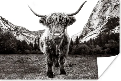 Produktbild von MuchoWow® Poster Berg - Schwarz - Weiß - Schottischer Highlander 60x40 cm - Schlafzimmerdekoration