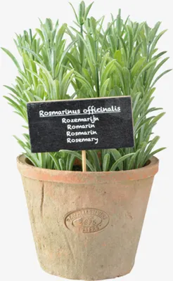 Produktbild von Esschert Design Kunst-Rosmarin in AT Topf L; AH012