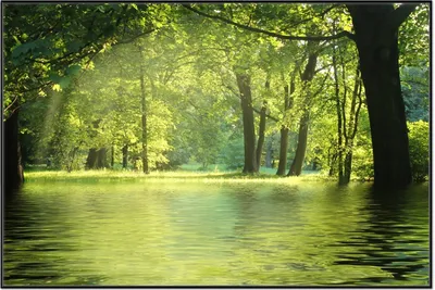 Produktbild von Wallario Wandbild Idyllischer See im Wald bei Sonnenschein, Größe: 61 x 91,50 cm, Poster mit schwarzem Aluminiumrahmen