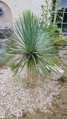 Image de Yucca rostrata