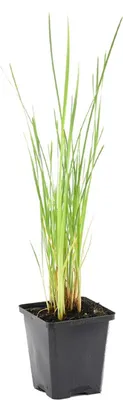 Produktbild von Bloomique - Typha Latifolia - Breitblättriger Rohrkolben - Teichpflanzen Winterhart - Wasserpflanzen - Zone 2-3 - Höhe 15-25 cm - Topf 9 cm