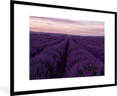 Produktbild von MuchoWow® Gerahmtes Poster Lavendel - Lila - Blumen - Natur 90x60 cm - Poster mit Schwarzem Bilderrahmen Wandposter Rahmen Foto Bilder - Wanddekoration - Fotos