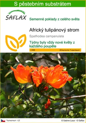 Obrázek produktu pro SAFLAX - Africký tulipánový strom - Spathodea campanulata - 30 Semena - S pěstebním substrátem bez klíčků