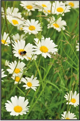 Produktbild von Wallario Wandbild Margeritenwiese, Größe: 61 x 91,50 cm, Poster mit schwarzem Aluminiumrahmen