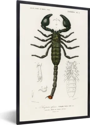 Produktbild von MuchoWow® MuchoWow® Gerahmtes Poster Skorpion - Jahrgang - Insekten 20x30 cm - Poster mit zchwarzem Bilderrahmen - Drucken - Bilder Poster im Rahmen