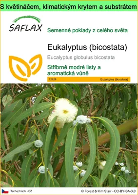 Obrázek produktu pro SAFLAX Garden to go - Eukalyptus (bicostata) - Eucalyptus globulus bicostata - 100 Semena - S květináčem, klimatickou poklicí a pěstebním substrátem