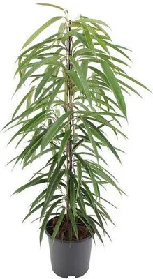 Immagine prodotto di Ficus binnendijkii Alii a foglia stretta, Ø 21 cm, altezza 80 cm, elegante