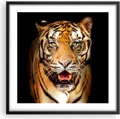 Produktbild von Gerahmtes Poster - Schwarzer Rahmen - tiger tier - 50x50 cm - Wand Bild - Wanddeko - Wandbilder - Kunstposter - Wandposter - Bilderrahmen - Bilder - Kunstdruck - Wandbild - P2BAC50x50-4103