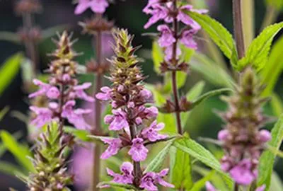Zdjęcie produktu dla 6 x Stachys palustris - Swamp Ziest - doniczka 9 x 9 cm