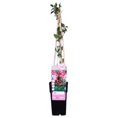 Image de Lonicera Periclymenum 'Serotina' - ↨65Cm - Ø15