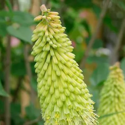 Obrázok produktu pre 6 x plamienok  - Kniphofia 'Green Jade'  | Kvetináč 9 cm x 9 cm