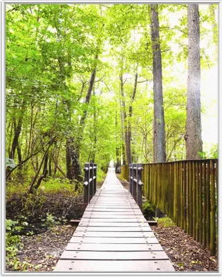 Produktbild von Wallario Wandbild Spaziergang im Wald  Holzweg über einen Fluss, Größe: 40,30 x 50,30 cm, Poster mit weißem Aluminiumrahmen