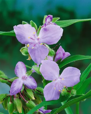 Produktbild von Tradescantia x andersoniana 'I.C. Weguelin', ca. 9x9 cm Topf, blau blühend