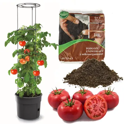 Obrázok produktu pre Rajčiak z plastového kvetináča 12 l + univerzálna zemina 10 l Substrát 4 v 1 s mikroorganizmami pre zeleninu, pestovateľ paradajok, kvetináč na paradajky, sadenice, zelenina, podložka pod paradajky