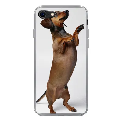 Produktbild von MuchoWow® Handyhülle Schutzhülle Hülle für iPhone 8 Ein Dackel, der auf seinen beiden Hinterbeinen steht Silikon Softcase Handy Hülle - Schutzhaube