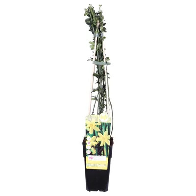 Image de Jasmin d'hiver jaune - Ø15cm - ↕65cm