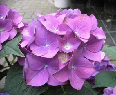 Produktbild von Bauernhortensie Hobergine - Hydrangea macrophylla Hobergine