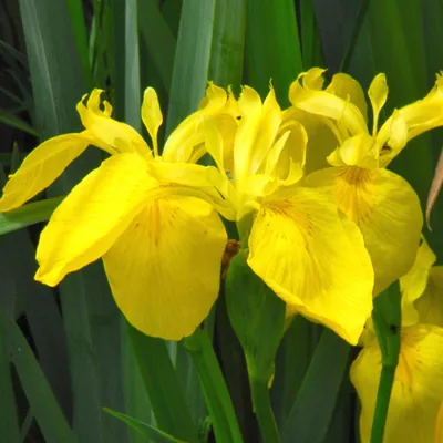 Obrázok produktu pre 6 x Iris pseudacorus | kvetináč 9cm x 9cm