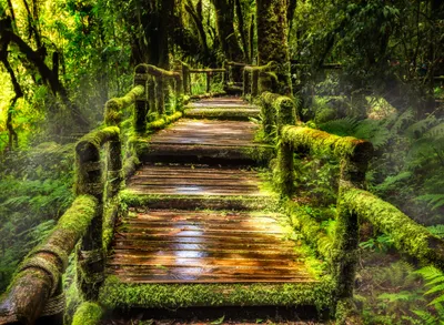 Produktbild von Fototapete Vlies 21598 Rainforest at Ang Ka 8-tlg. 400 x 260 cm