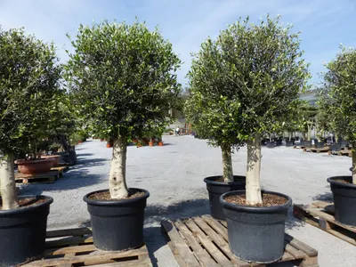 Produktbild von winterharter XL Olivenbaum 45 Jahre, dicke Stämme, winterhart