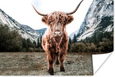 Produktbild von MuchoWow® Poster Schottischer Highlander - Berg - Tiere 180x120 cm - Fotoplakat