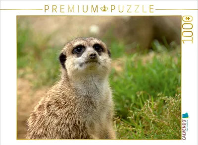 Zdjęcie produktu dla Calvendo 4056502153580, 1000 szt., Animals, 14 lat(a)