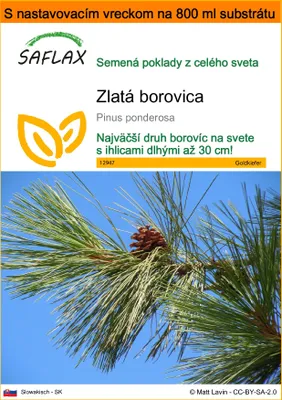 Obrázok produktu pre SAFLAX Garden in the bag - zlatá borovica - Pinus ponderosa - 20 Semená - S pestovateľským substrátom v praktickom samostaviteľnom vrecku