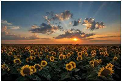 Produktbild von Wallario Wandbild aus Acryl, 90 x 60 cm, freischwebende Optik - Sonnenblumenwiese vor Wolken mit Sonnenuntergang