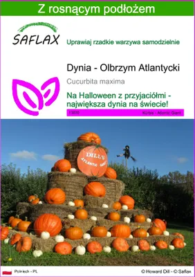 Zdjęcie produktu dla SAFLAX - Dynia - Olbrzym Atlantycki - 7 Nasiona - Z podłożem uprawowym wolnym od zarazków - Cucurbita maxima