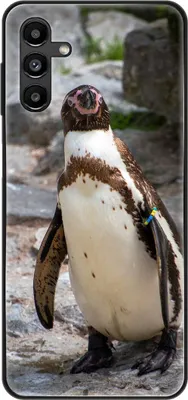 Produktbild von König Design Hülle kompatibel mit Samsung Galaxy A13 5G Kunststoff Soft Handyhülle - Handy Case Pinguin