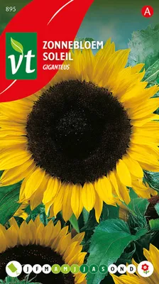 Obrázok produktu pre Semená slnečnice Giganteus - cca 1,5 gr | VT_895