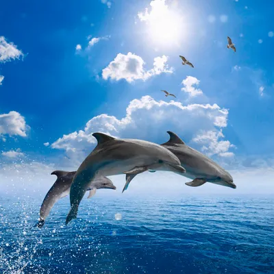 Produktbild von homeBLOCKrocks® MAGNET „dolphins I“