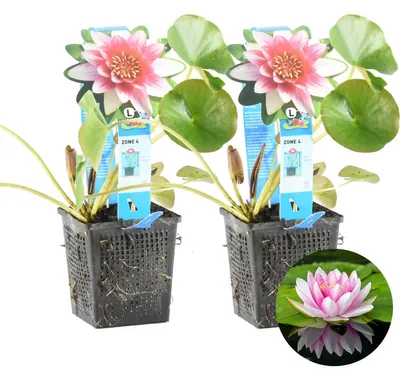 Immagine prodotto di Bloomique - Set di 2 - Nymphaea Attraction - Ninfea rossa - Zona 4 - Piante da laghetto resistenti - Piante acquatiche - Altezza 20-30 cm - Vaso 11 cm