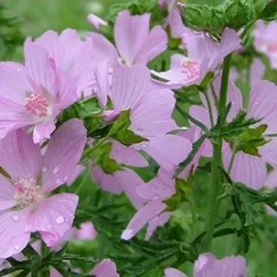 Obrázok produktu pre 6 x Slez ružový - Malva moschata 'Rosea' | kvetináč 9cm x 9cm