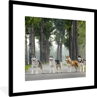 Produktbild von MuchoWow® Gerahmtes Poster Vier Huskys zwischen den Bäumen 40x40 cm - Poster mit Schwarzem Bilderrahmen Wandposter Rahmen Foto Bilder - Poster - Plakat im Rahmen
