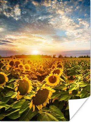 Produktbild von MuchoWow® Poster Blumen - Sonnenblume - Himmel 120x160 cm - Wandbilder