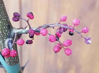 Image de Zanthoxylum nitidum (De semis) / Poivrier