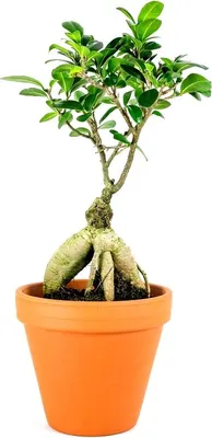 Obrázek produktu pro Gardners Ficus microcarpa Ginseng, průměr 17 cm