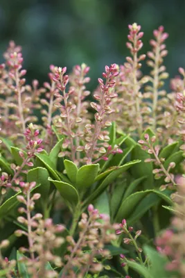 Produktbild von Pieris japonica 'Purity', Japanische Lavendelheide, weiß, 30–40 cm