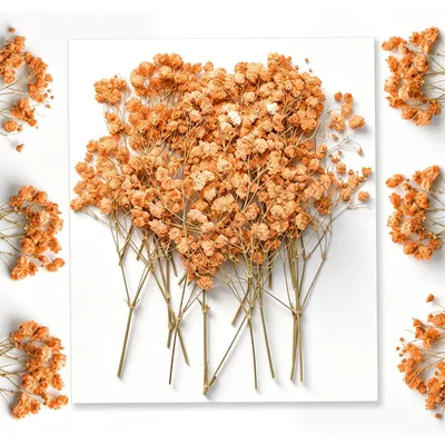 20 getrocknete gepresste Blumen, orange, 6-9 cm, für Bastelprojekte